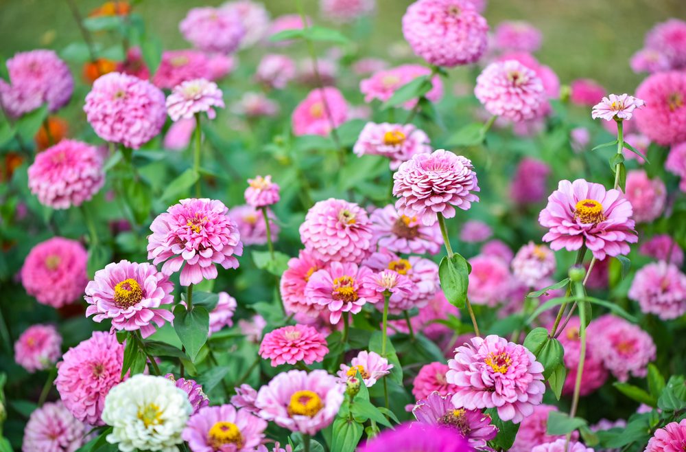Blütenzauber - Frühling - Sommer - Zinnien - Franks kleiner Garten