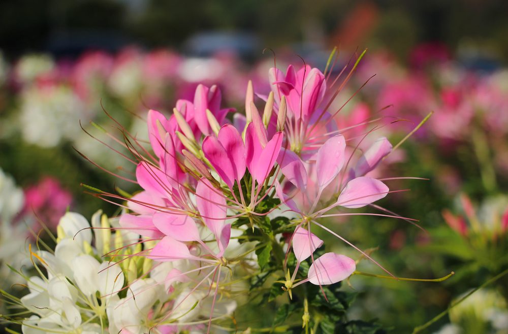 Blütenzauber - Spinnenblume - Cleome - Garten - Samentütchen - - Franks kleiner Garten