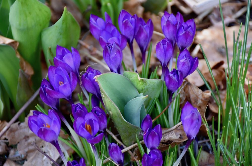 April - Frühling - Frühblüher - Insekten - Bienen - Krokusse - Garten - Franks kleiner Garten