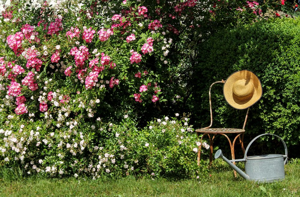 Rosen - Roenkrankheiten - Sternrußtau - Rosengarten - Frühling - Sommer - Gartenidylle - Franks kleiner Garten