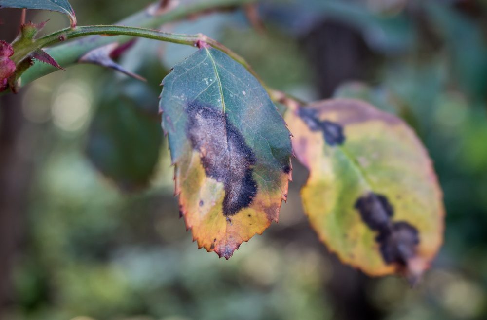 Rosen - Sternrußtau - Rosenkranheiten - Hausmittel - Franks kleiner Garten
