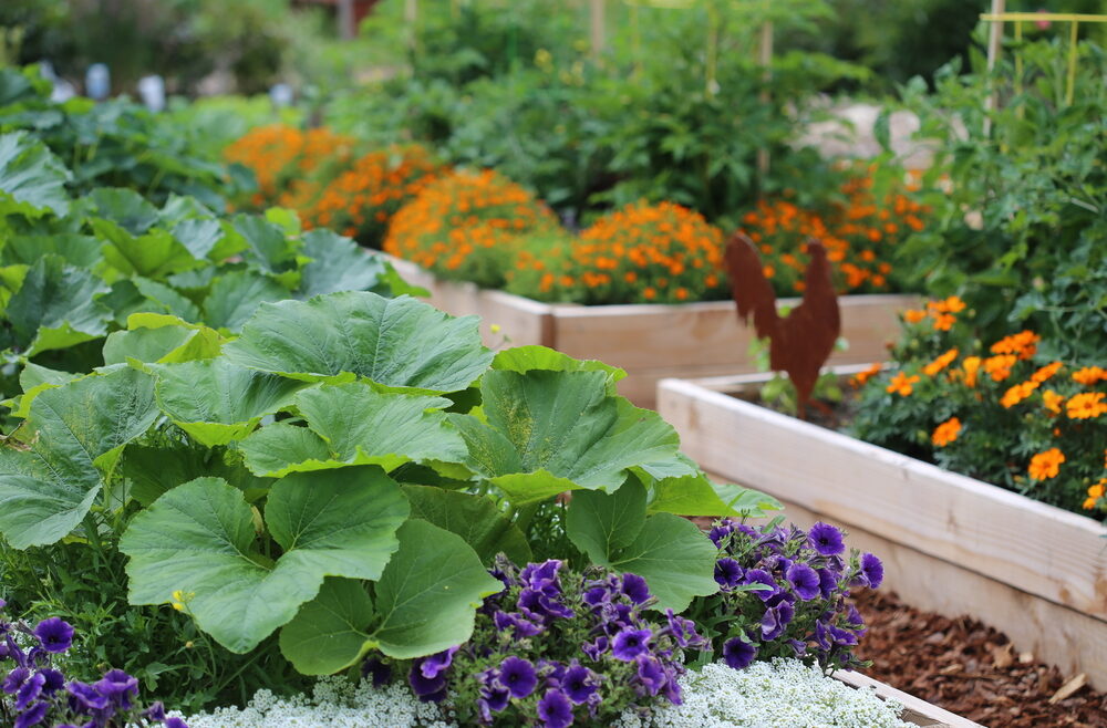 Hochbeet - Rückenschmerzen - Befplanzen - Gartenideen - Urban Gardening - Franks kleiner Garten