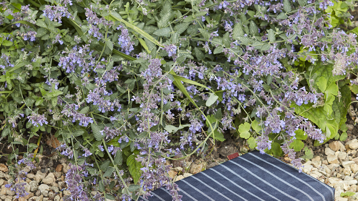 Kniekissen - Kneeler - Gestreift - Sophie Conrad - Burgon & Ball - Garten - Gartenshop - Franks kleiner Garten