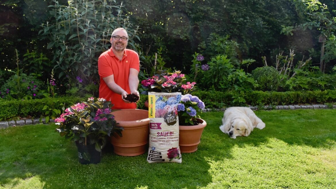 Floragard - Erde - Hortensien - Garten - Bruno - Franks kleiner Garten