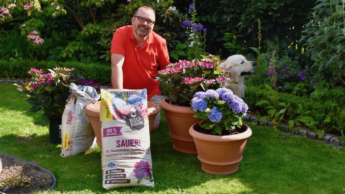 Floragard - Hortensien - Bunro - Franks kleiner Garten
