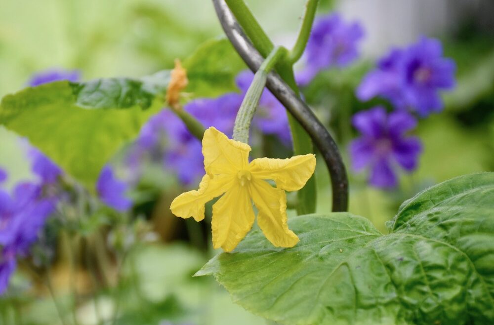 Gewächshaus - Gurken - Salatgurke - Blüte - Frank kleiner Garten