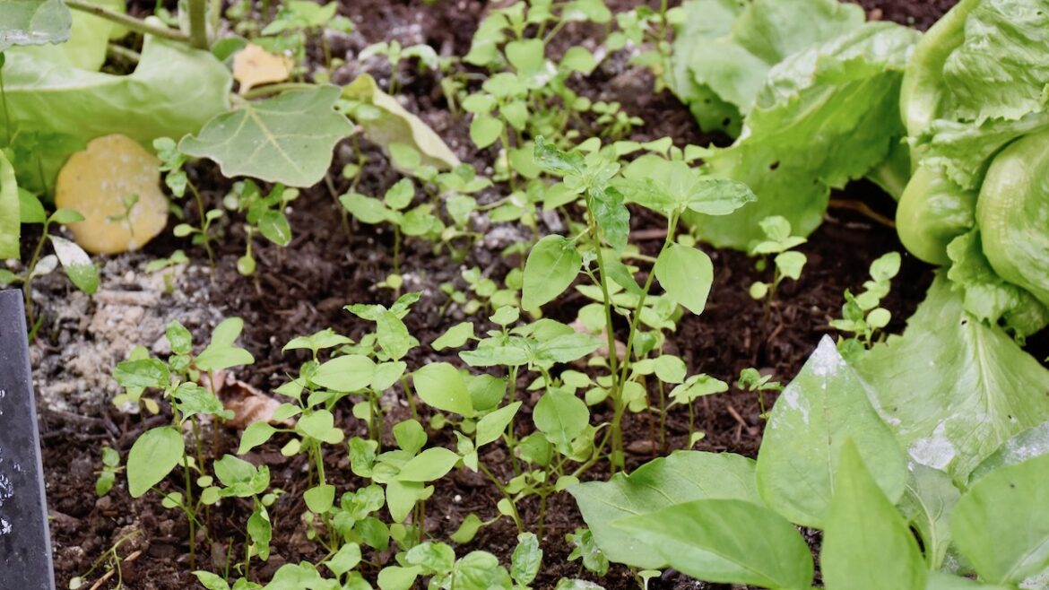 Gewächshaus - Juni - Unkraut - Mulchen - Franks kleiner Garten
