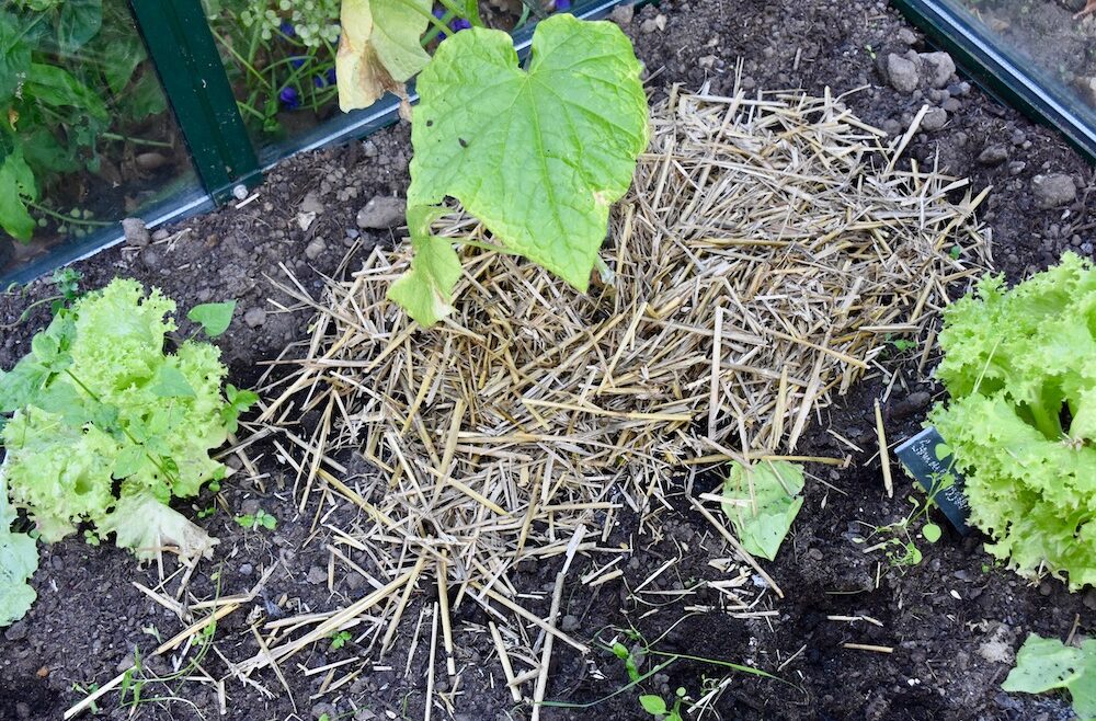 Gewächshaus - Mulch - Stroh - Gurken - Franks kleiner Garten