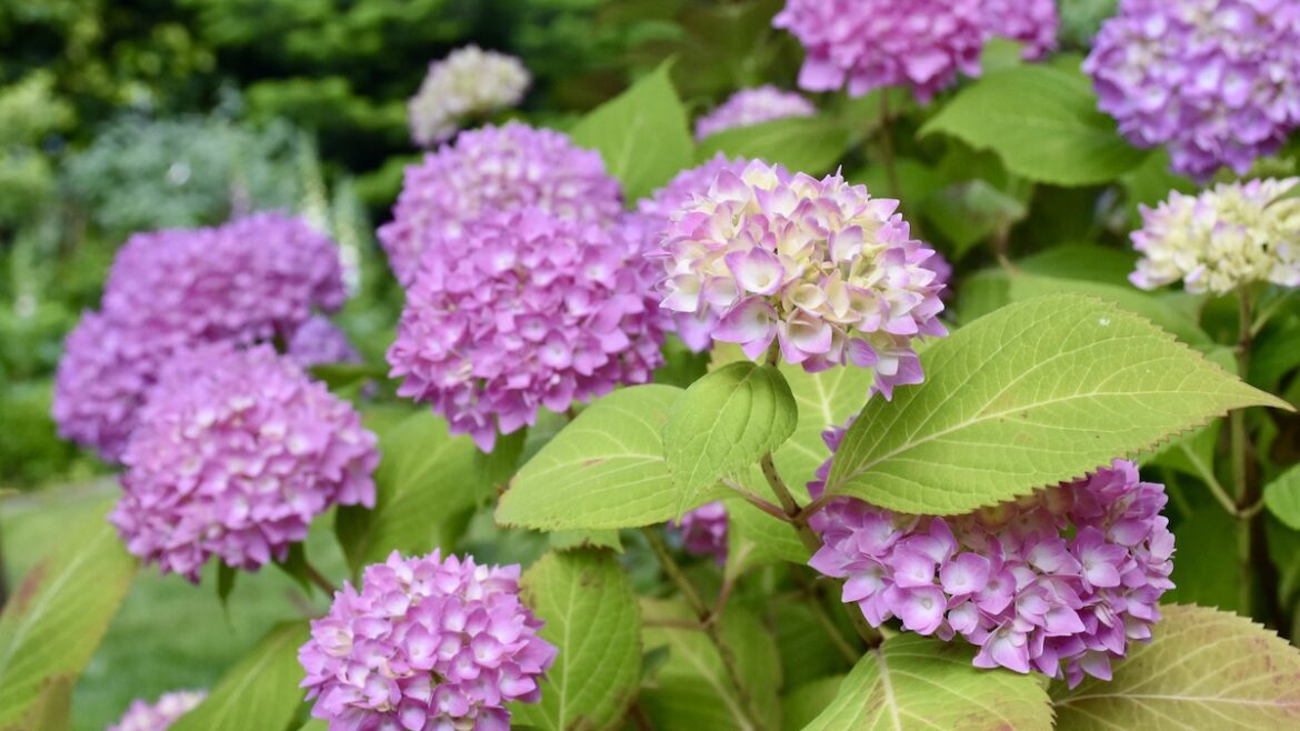 Hortensie - Bauernhortensie - Endless Summer - Original - Kübel - Terrasse - Juni 2021 - Franks kleiner Garten