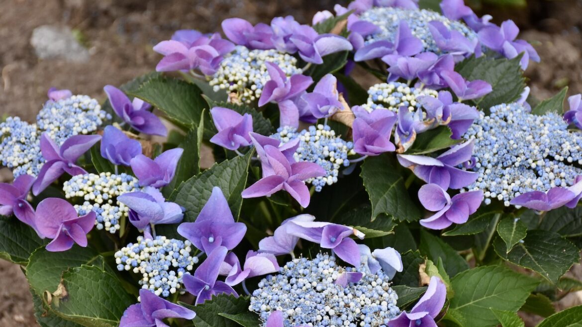 Hortensie - Hydrangea - Tellerhortensie - Beet - Juni 2021 - Franks kleiner Garten