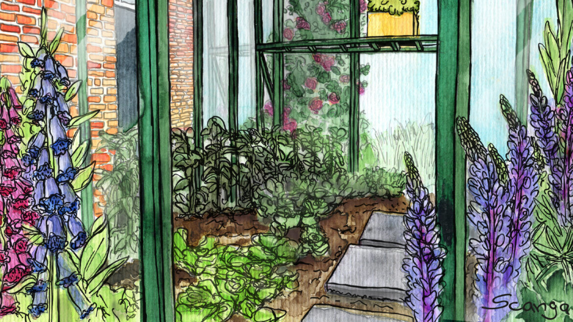 Gewächshaus - Juni - Fingerhut - Lupinen - Illustration - Franks kleiner Garten