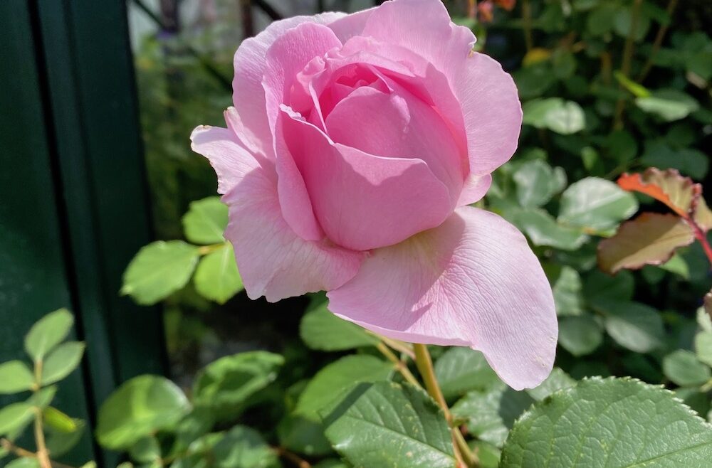 Rosen - Garten - Sommer 2020 - Englische - wächst vorm Gewächshaus - Franks kleiner Garten