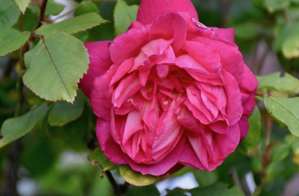 Rosen - Strauchrose - Beet an der Terrasse 2 - Sommer 2020 - Franks kleiner Garten