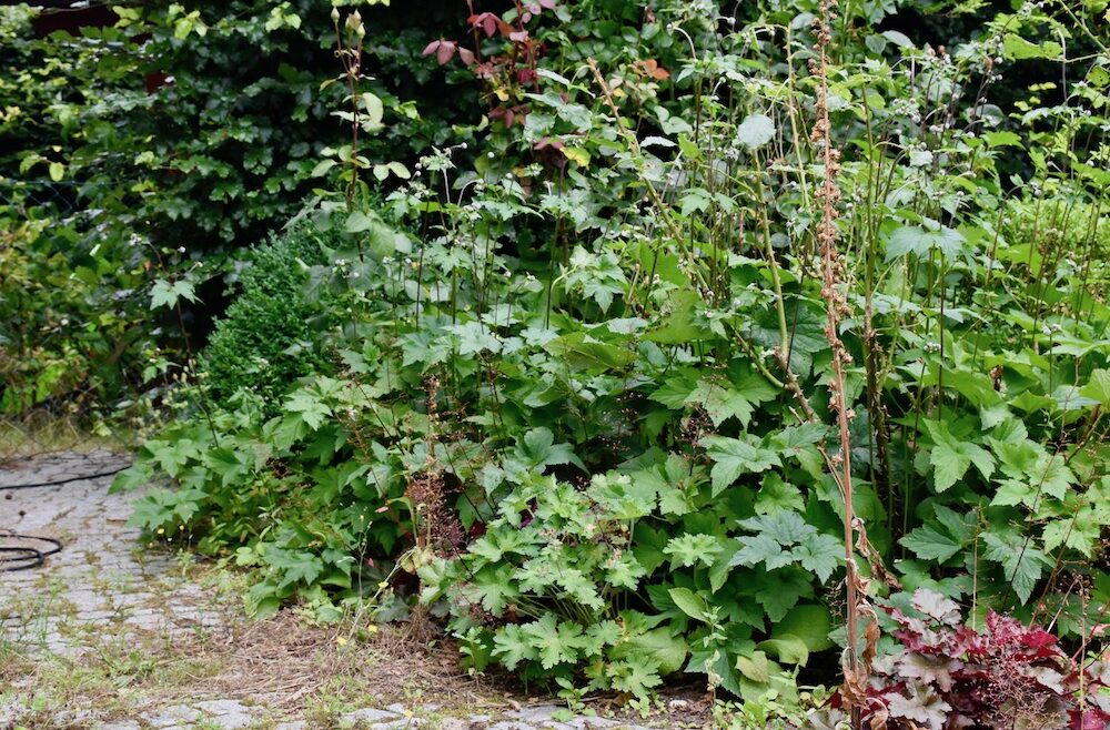 Glühwürmchen - Beetrand - Wegrand - Herbstannemone - Buchenhecke - Buchsbaum - Franks kleiner Garten