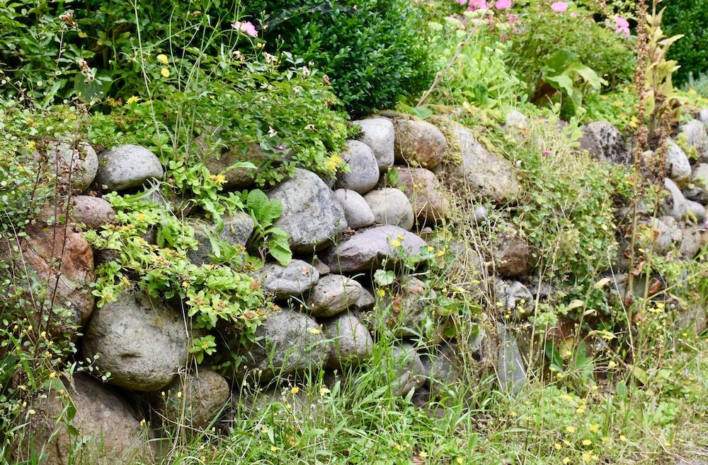 Glühwürmchen - Freisenwall - Setinmauer - Fugen - Ritzen - Franks kleiner Garten