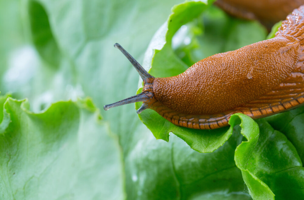 Kaffeesatz - Nacktschnecke - Garten - Pflanzenschutz - Franks kleiner Garten
