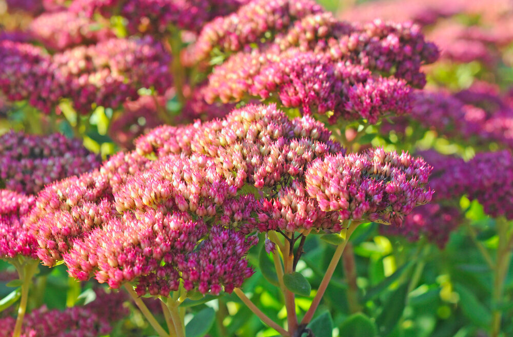 Wasser - Große Fetthenne - Garten - Staude - Franks kleiner Garten