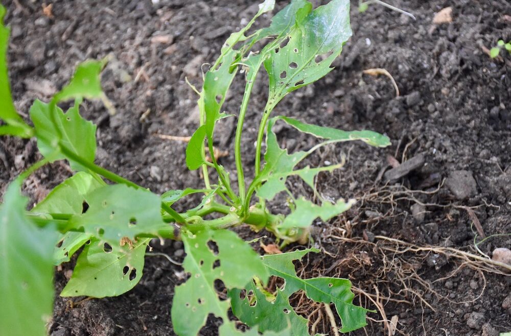 Gewächshaus - August - 2020 - Schädlinge - Papirka - Franks kleiner Garten