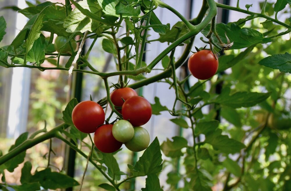 Gewächshaus - August - Tomaten - 2020 - Franks kleiner Garten