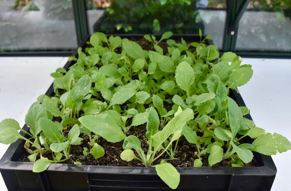 Gewächshaus - Fingerhut - Zöglinge - August - 2020 - Franks kleiner Garten
