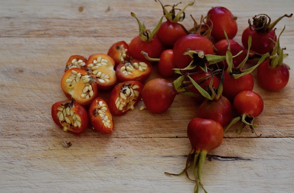Hagebutten - August - Kartoffelrose - Entkernen - Nüsse - Franks kleiner Garten