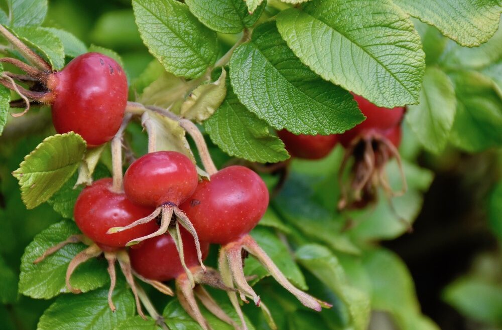 Hagebutten - Karoffelrose - August - 2020 - rote Früchte - Gesundes aus dem Garten - Franks kleiner Garten