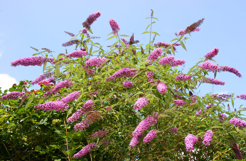 Schmetterlingsflieder - Buddleja - Lila - Flieder - Franks kleiner Garten