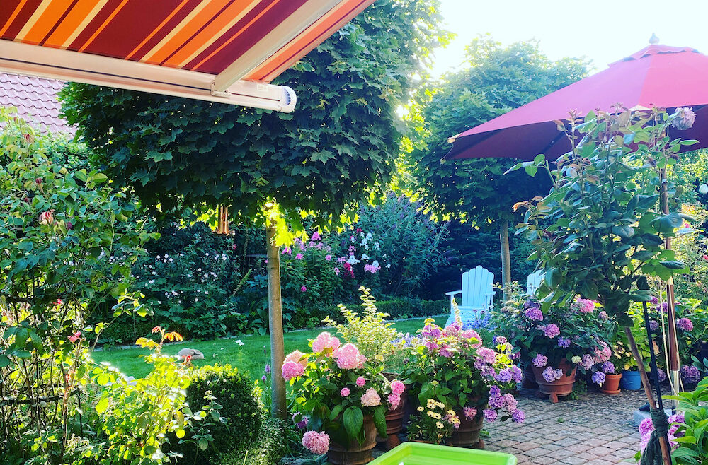 Terrasse - Hortensien - Hydrangea - Sommer - Franks kleiner Garten