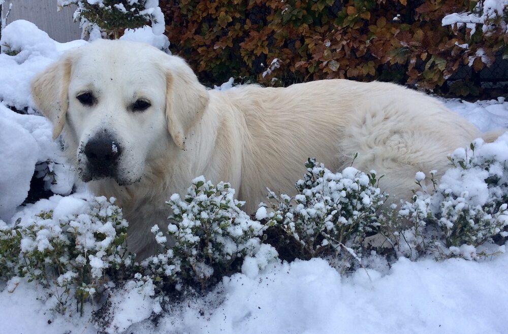 Winter - Garten - Buchsbaum - Bruno - Schnee - Beet