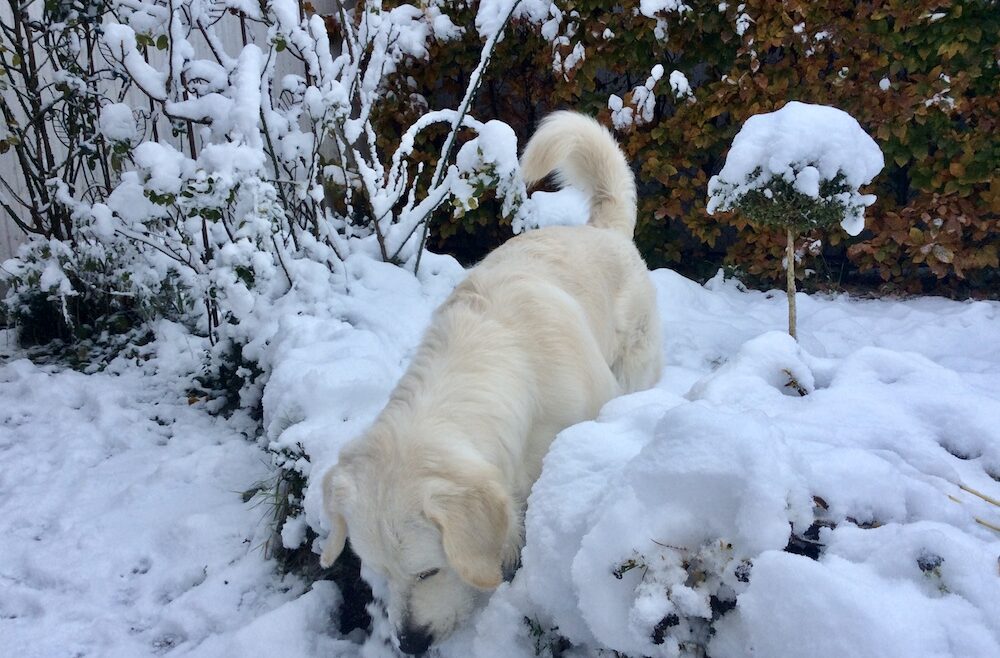 Winter - Schnee - Bruno - Buchsbaum - Rosen - Franks kleiner garten