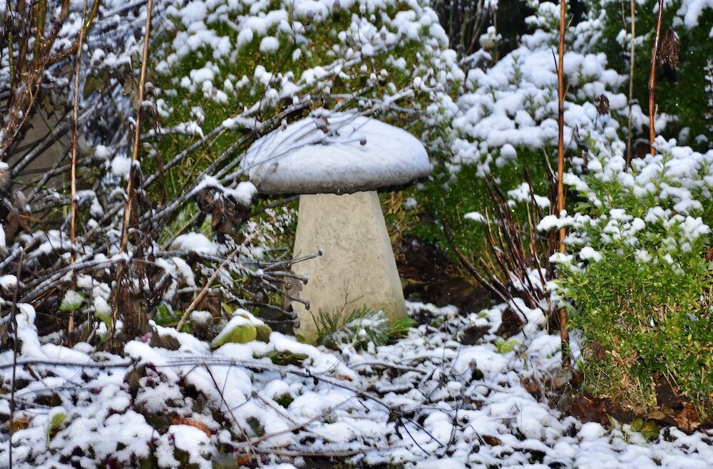 Kolumne - Winter - Schnee - Staddlestone - Vorgarten - Januar - 2021 - Franks kleiner Garten