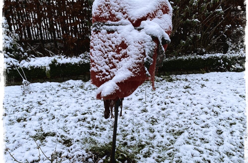 Winter - Kolumne - Januar - Rosen - Schnee - Franks kleiner Garten