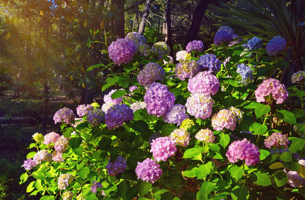 Hortensien - Hydrangea - Ballhortensie – Garten - Morgenstimmung - Franks kleiner Garten