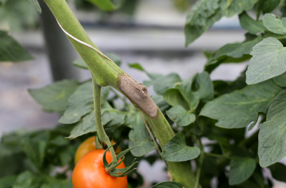 Hortensien - Hydrangea - Tomaten - Schädlinge - Krankheiten Grauschimmel - Franks kleiner Garten