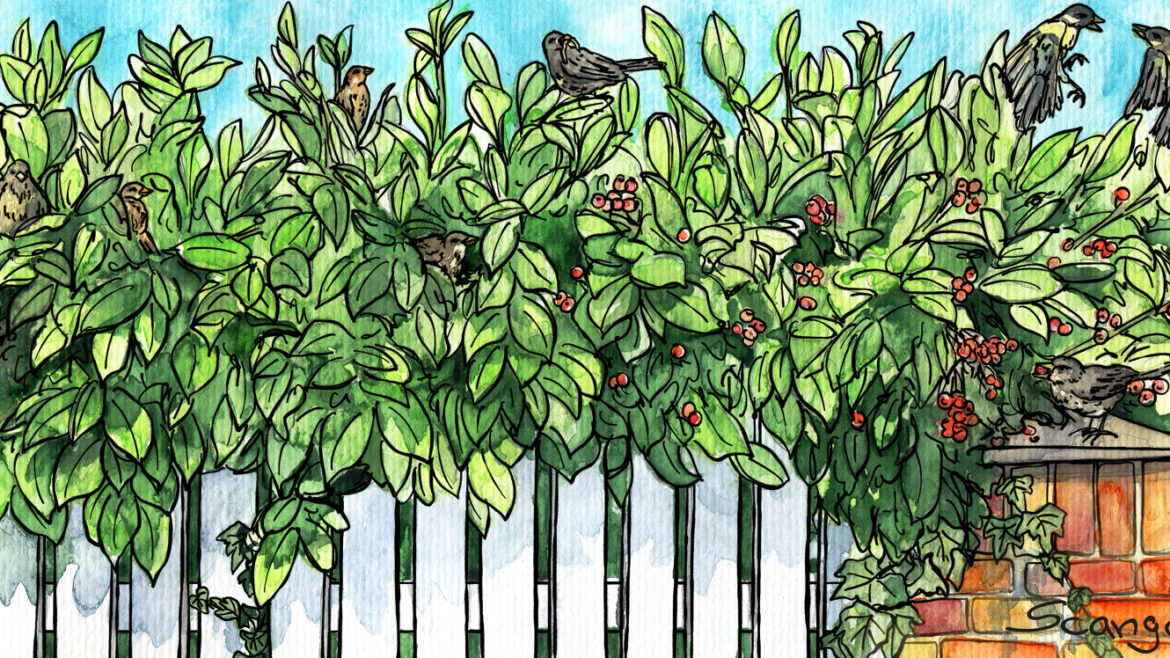 März - 2021 - Illustration - Kolumne - Hecke - Vögel - Franks kleiner Garten