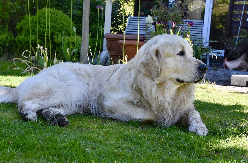 Bruno - Rasen - Mai - Paarungszeit - Bruutzeit - Nistzeit - Franks kleiner Garten