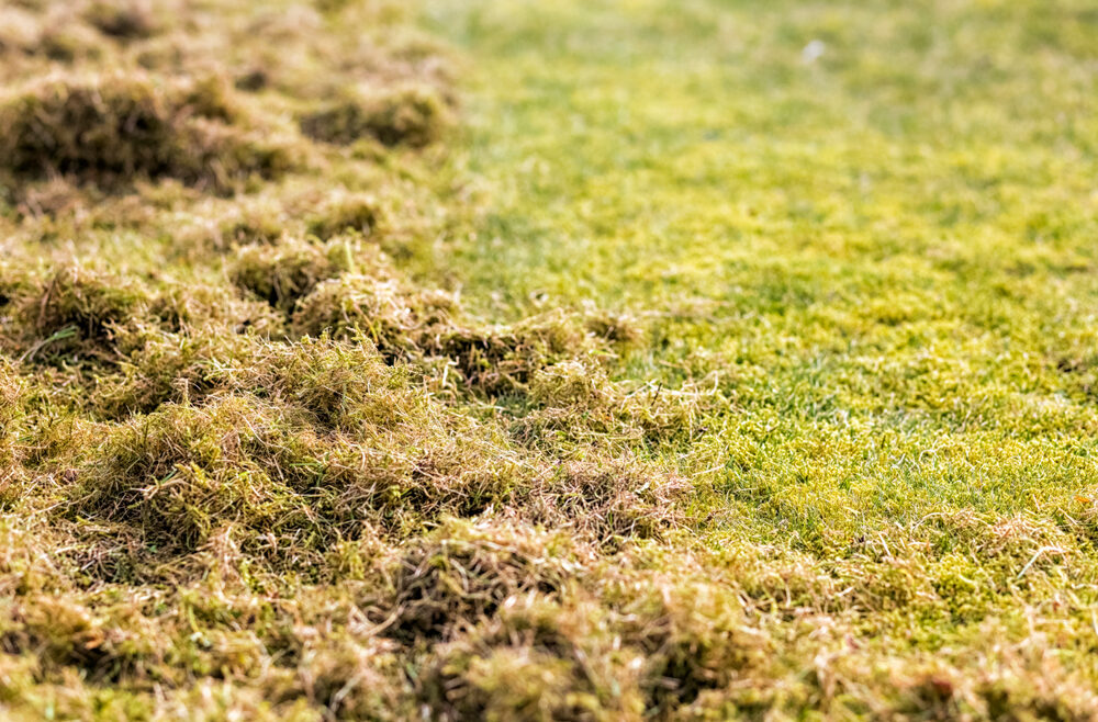 Stihl-Rasenlüfter-Vertikutieren-Rasen-Gras-Moos-Fruehling-Franks-kleiner-Garten