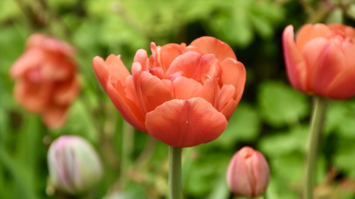 Tulpen - Frühling - Mai - April - Beet - Franks kleiner Garten
