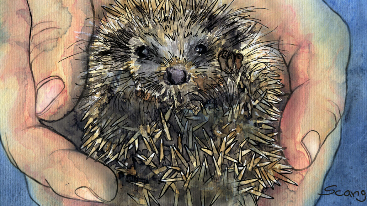Juli - Igel - Illustration - Franks kleiner Garten