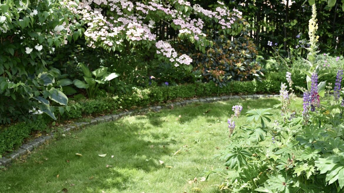 Rasen - Rasentrimmer - Hartriegel - Lupinen - Funkien - Buchsbaum - Rhododendron - Franks kleiner Garten