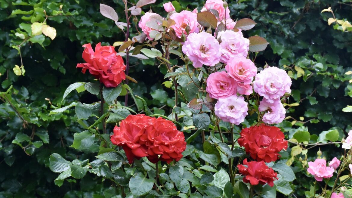 Rosen - Grande Amore - Edelrose - Vorgarten - Franks kleiner Garten
