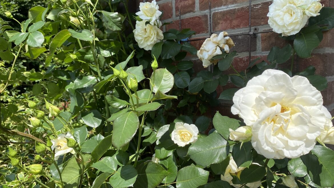 Rosen - Kletterrose - weiß - Terrasse - Juni - 2021 - Franks kleiner Garten