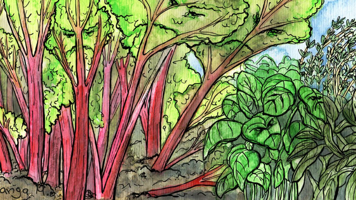 August - Illustration - Rhabarber - Kräuter - Marco - Franks kleiner Garten