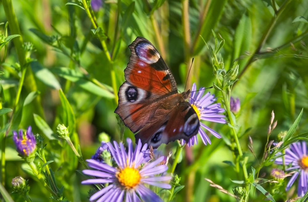 Astern - Schmetterling - Pfauenauge - Blumenwiese - Herbst – Franks kleiner Garten