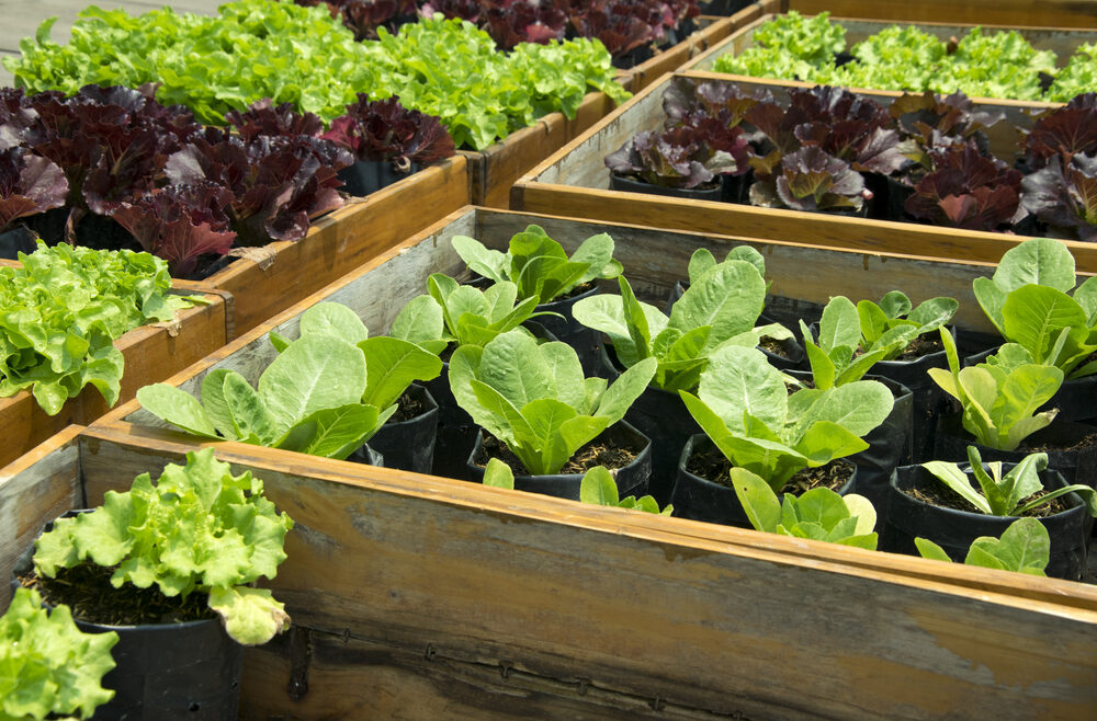 Anzucht - Aussaat - Gemüse - Salate - IS MODE - Franks kleiner Garten.jpg
