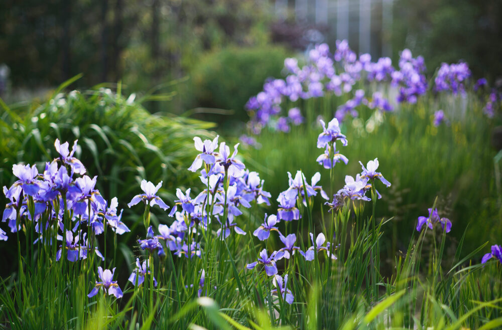 Iris - Regen - Starkregen - Sommer - Nadezda Verbenko - Franks kleiner Garten