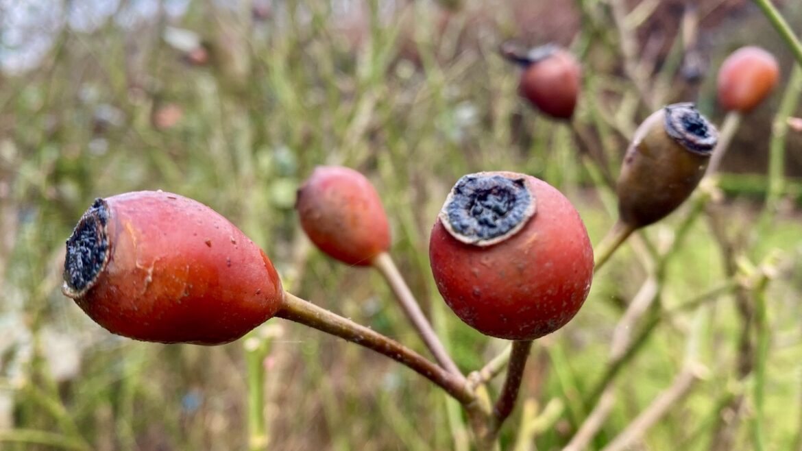 Januar - 2022 - Hagebutten - Rosen - Franks kleiner Garten