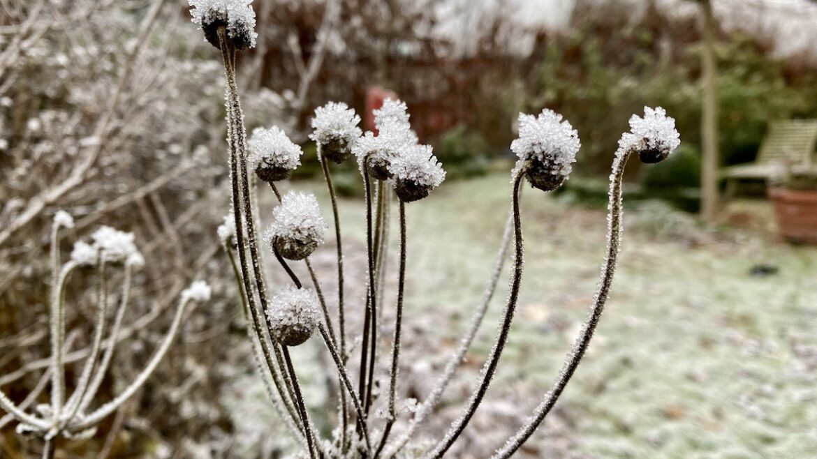 Januar - 2022 - Herbstanemone - Frost - Franks kleiner Garten