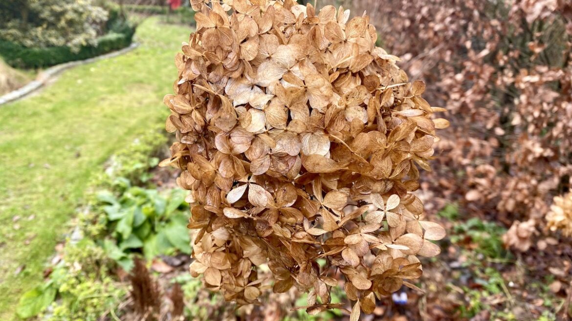 Januar - 2022 - Hortensie - Buchsbaum - Beeteinfassung - Hecke - Rotbuche - Franks kleiner Garten