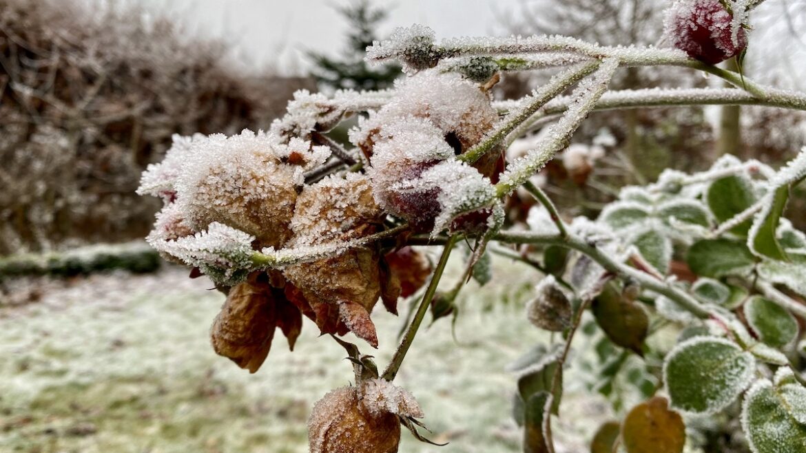 Januar - 2022 - Rose - Franks kleiner Garten